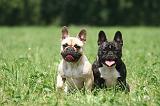 BOULEDOGUE FRANCAIS 1282